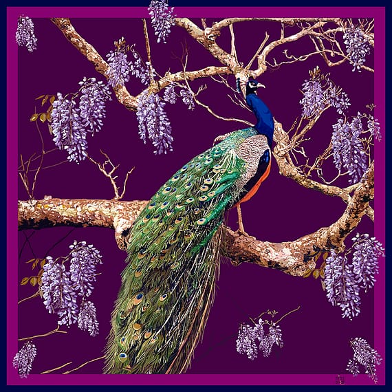 Peacock dark violet